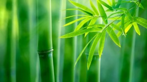i-benefici-del-bambu-per-l-ecosistema_c557f7b0